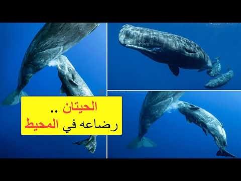 شاهد كيف ترضع الحيتان صغارها .. سبحان الله ( رضاعه الحوت لصغيره في اعماق المحيط )