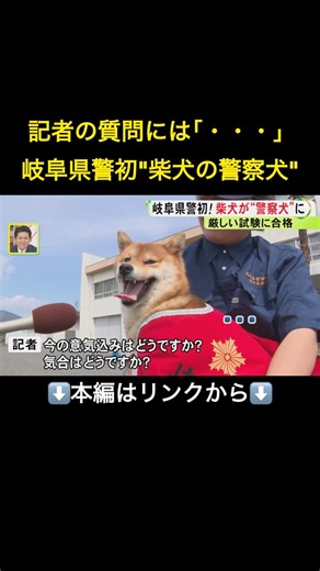 ⬆️本編はリンクから⬆️小さくても嗅覚などが武器に…『柴犬の警察犬』岐阜県警が初めて任命 大型犬に交じりミニチュアシュナウザーも#shorts