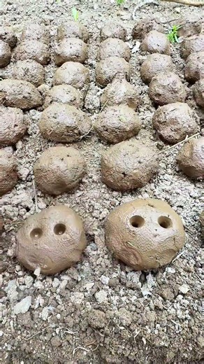 🌱⚙️ Precise Seed Planting in Mud Balls Using Dibble Tool