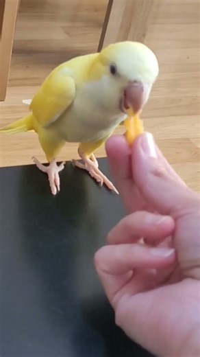 Quaker parrot sunny and baby #quakerparrot