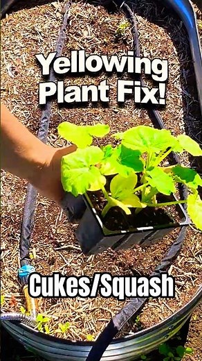 Transplanting and Treating Yellowing Cucumbers or Squash Seedlings