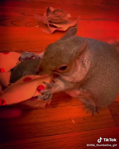 Best Christmas Ever 🎅🏻 #alliwantforchristmas #avocadopig #howdidsantaknow #littlethumbelinagirl #squirrel #fyp
