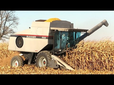 Corn Harvest 2023 | Gleaner R52 Combine Harvesting Corn | Ontario, Canada