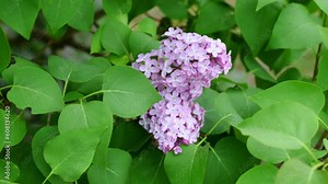 A beautiful purple lilac blooms on a bush in the garden, swaying in the wind. Flower concept. Syringa vulgaris