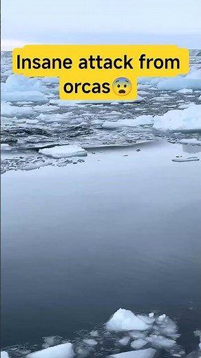 Incredible Close-Up Orca Encounter in Antarctica! (4K)" #usa #whale #marinelife #ocean #nature