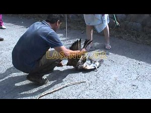 Hawk vs snake (γεράκι - φίδι)