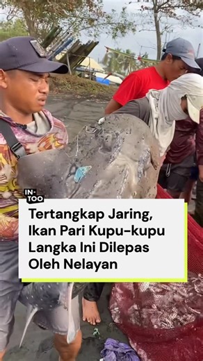 Into News | Dalam sebuah video, seorang nelayan terlihat mengangkat ikan pari kupu-kupu dari jaring tangkapannya sebelum melepaskannya kembali ke laut.... | Instagram