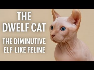 The Dwelf Cat | Elf‑Eared Hairless Wonder | Traits, Care & Ethics