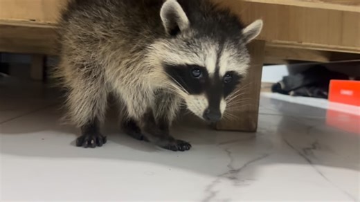 Angel SuperBikes on Instagram: "#fblifestyle #mapache #mapachelovers"