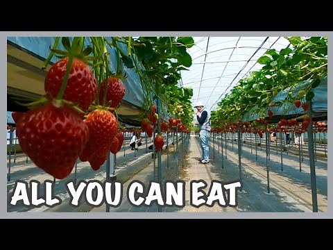 HOW TO ENJOY STRAWBERRY PICKING IN JAPAN | ALL YOU CAN EAT | SHIMANO NOEN HAMAMATSU-SHI -HunnyRose