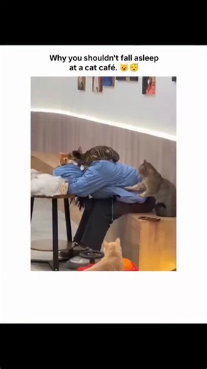 target-10k on Instagram: "In a cozy cat café adorned with wall art and soft lighting, a person in a blue shirt slumps forward onto a wooden table, seemingly fast asleep with their head resting on folded arms. A curious gray cat approaches from the side, leaping gracefully onto the sleeper's back and settling down comfortably, its tail flicking lazily as it surveys the room. Nearby, other felines-a striped tabby and an orange one-wander about on the floor, surrounded by small toys and benches, cr
