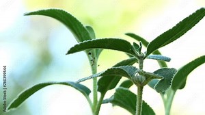 Phlomis russeliana, Turkish sage, is a species of flowering plant in the mint family Lamiaceae. It is often confused with the closely related Phlomis samia, and wrongly marketed as Phlomis viscosa.