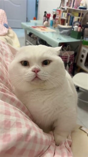 Master the Double Flash Like a Purple Sweet Potato Cat Spirit! DwarfCat CatMagic