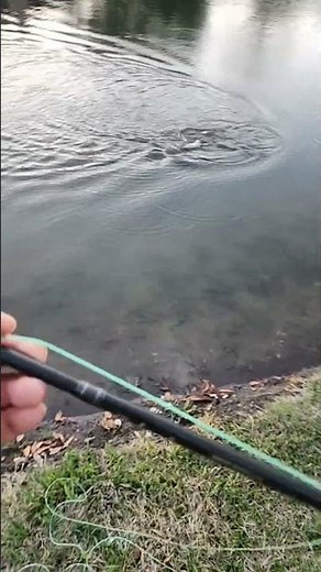 Bass Fly Fishing - Live Highlight #bfsfishing #ultralightfishing #bass