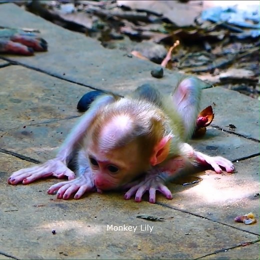 Monkey Lily on Reels