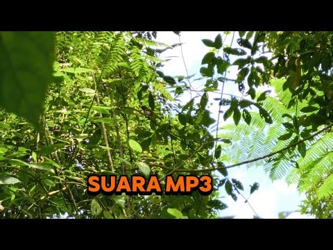 Suara mp3 buat memangil burung dialam ‪@NakHendra190‬