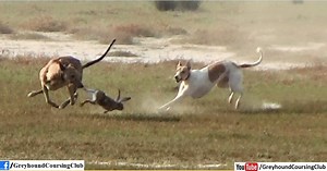 rabbit hunting with dogs in Pakistan. it is callled greyhound vs hare open coursing race in pakistan. Subscribe us on Youtube for more new hunting videos. below is link to youtube. https://www.youtube.com/c/GreyhoundCoursingclub #RabbithuntinginPakistan #Hunting #Shikar #Hare #Wildanimals #Harecoursing #Dograce #Rabbithunting #Huntingdogs | Greyhound Coursing Club