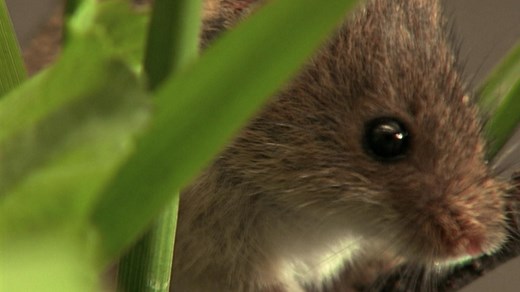 planet schule: Im Reich der Mäuse · Natur nah