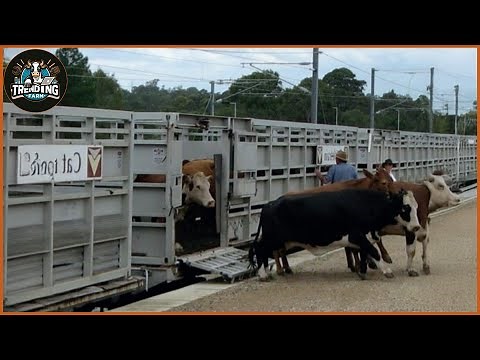 Amazing! How Millions Of Livestock Are Transported By Train | Pigs Farm