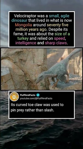 Velociraptor Facts Explained