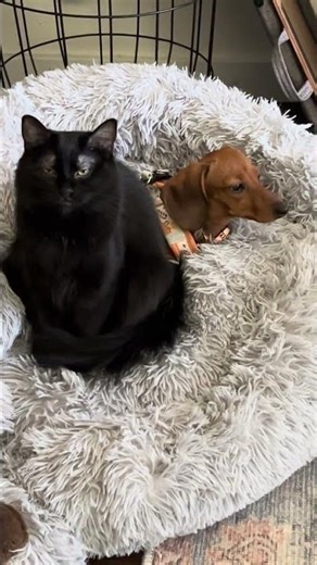 When Your Dachshund and Cat Become Besties 😂