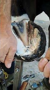 Satisfying Hoof Trimming #shorts #hooftrimming #satisfying #hoofcare #horseshoeing