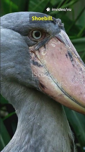 Top 10 Loài Chim Đẹp Và Hiếm Nhất Thế Giới Top 10 Most Beautiful Rare Birds