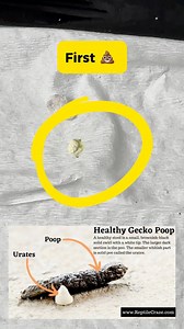 49K views · 450 reactions | Baby Gecko’s first  | When can I Start Feeding my Gecko? | Hidden Geckos | Facebook