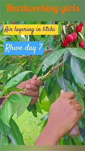 🫩Air layering in litchi#rhwe day7#rpcau #agriculture #horticulture #ytshorts #shorts