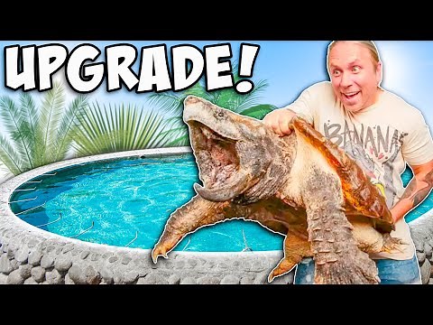 Giant Alligator Snapping Turtle Gets Pond Makeover!