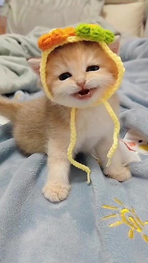 Adorable Kittens Playing with Colorful Toys