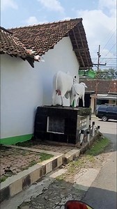 Patung sapi iconnya desa sonoageng kec. Prambon, Pusatnya pembibitan ternak sapi potong. #Nganjuk | Eksplore Nganjuk