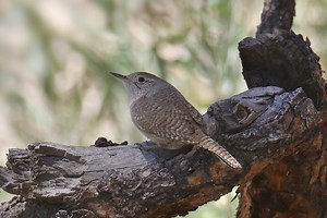 11 Species Of Wren In Maine - Picture And ID Guide