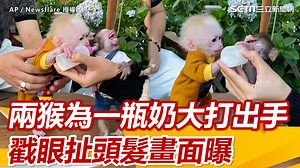 6.6K views · 33 reactions | #芹菜：唉呦~不要搶啦藍都有都有~ ▍兩猴為一瓶奶大打出手　戳眼扯頭髮畫面曝 AP／Newsflare 授權 #猴子 #奶瓶 | 三立新聞 | Facebook