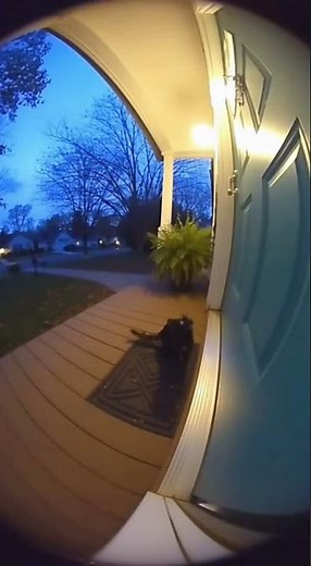 Black Cat SCREAMS for Help on Ring Cam – Neighbors Shocked! 😱🐱