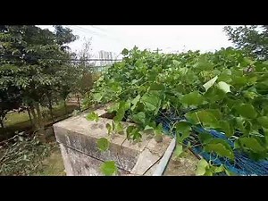 how to make runner beans curry at home