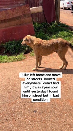#petsoftiktok #ugandandogs #ugandanbreeders