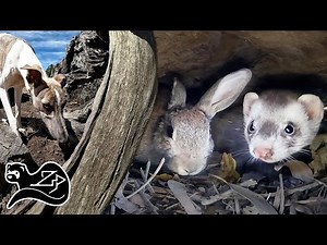 Young Dog Young Ferrets - Ferreting in Australia 2 🇦🇺