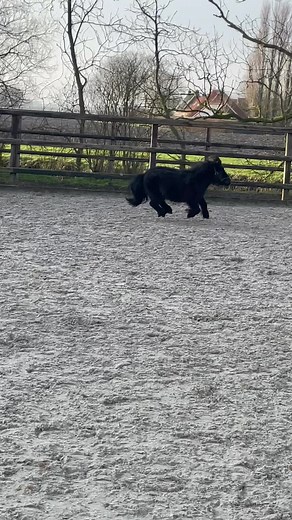 Mini Shetland Ponies: Adorable Moments to Enjoy