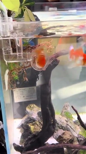 Freestyler #fannyuapeople #memes #ржакадосліз #funny #humor #comedy #крінж #гумор