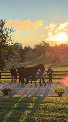 Failed Jog at a Show: When a Sound Horse Proves Lame