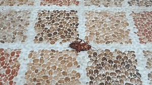 Dead Cockroach On Floor Sprayed Mosquito Stock Footage Video (100% Royalty-free) 3524960109 | Shutterstock