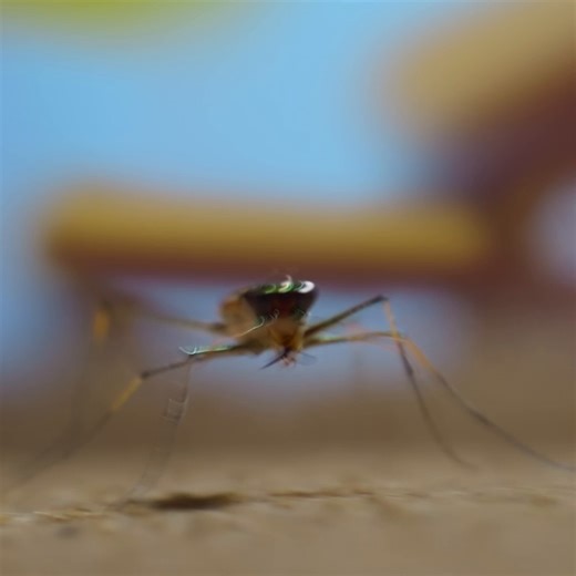 16K views · 169 reactions | Small creatures call for a small PR department! Grab the popcorn, #ARealBugsLife season 2 is now streaming on Disney+! | National Geographic TV | Facebook