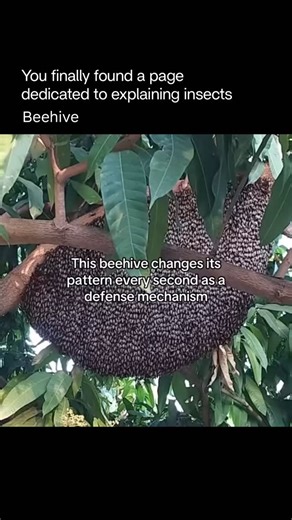 Explaining Insects 🦋 on Instagram: "The beehive changes pattern because its structure constantly adapts to the needs of the colony, and also acts as a defense mechanism to protect against threats. When the colony grows, bees reshape the comb to create more nursery cells for larvae, and when nectar is abundant, they expand honey-storage areas. Seasonal shifts influence the layout as well—tight clustering in winter for warmth, broad expansion in spring for rapid growth. As part of their defense, 