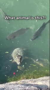 1.9M views · 2.6K reactions | Weird animal  | SDO | Facebook