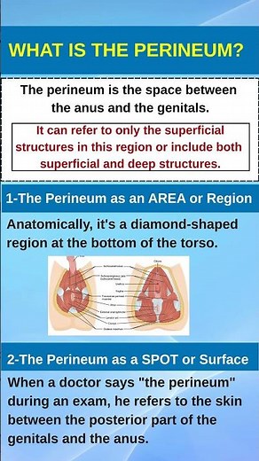 What is the Perineum?
