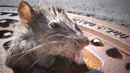 Rising rat populations cost the U.S. $27 billion a year