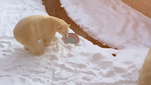À voir : un spécial Saint-Valentin pour nos phoques et nos ours blancs! 💞😍🥰 | Aquarium du Québec
