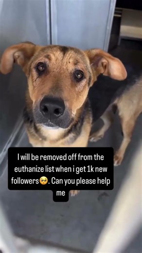 Please don't scroll past me. Every follow and share will help me get off the euthanized list.