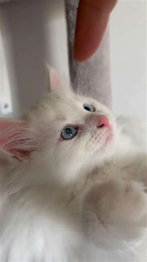 A little cloud with ocean-blue eyes ☁️💙🐾 #kitten #kitty #cat #kedi #blueeyes #blueeyedkitten #blue